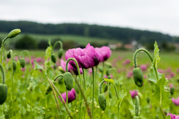 The whole field isfull of pink poppies.. High quality photo