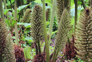 Chilean Rhubarb 'Gunnera tinctoria' in the summer