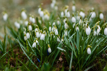 Flowers of snowdrop spring garden. Сommon snowdrop (Galanthus nivalis) flowers in natural green background