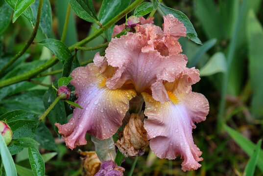 Beown bearded iris 'tootsie roll' in flower