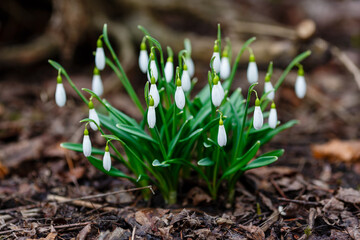 Flowers of snowdrop spring garden. Сommon snowdrop (Galanthus nivalis) flowers in natural green...