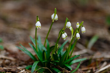 Leucojum vernum is spring white flower is an early-flowering plant that looks like a snowdrop. Leucojum vernum is a perennial bulbous plant. Galanthus vernus, Nivaria verna, Erinosma verna