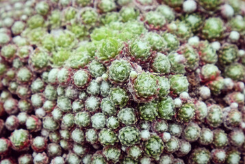 A woolly cobweb houseleek succulent