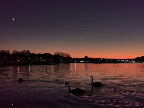 Swans and sunset Geneva
