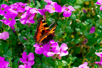 Small tortoiseshell. Beautiful Butterfly Aglais urticae on moss Phlox subulata plant in bloom. butterfly collects nectar and pollen from purple flower on a sunny day in garden. Germany, RLP