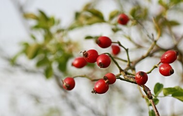Rosehip fruits in autumn