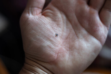 tick moving on human body