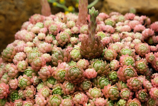 Pink and green rosettes of the rosularia rechingeri succulent.