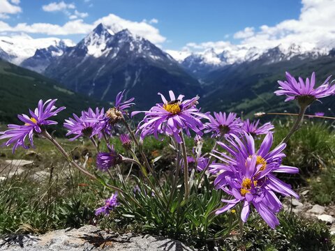 Veisivi and flowers