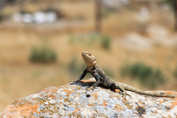 Desert Life - Lizard. Gobustan National Park. Lizard on the rock