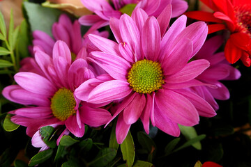 Fototapeta premium three bright pink flowers in a bouquet close
