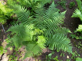 The Scaly male fern (Dryopteris affinis), Golden-scaled male fern, Heimischer Goldschuppenfarn oder...
