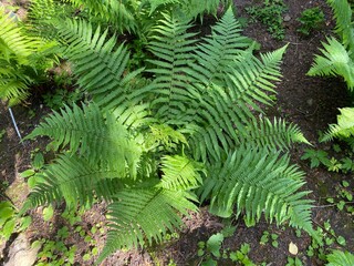 The Scaly male fern (Dryopteris affinis), Golden-scaled male fern, Heimischer Goldschuppenfarn oder...