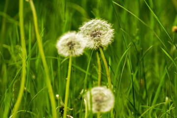 white dandelions on a background of green nature © Paulina