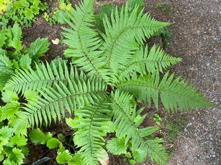 The Scaly male fern (Dryopteris affinis), Golden-scaled male fern, Heimischer Goldschuppenfarn oder Goldschuppen-Farn, Šumska ili Zlatna muška paprat (The Botanical Garden Zurich, Switzerland)