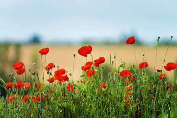 Fototapeta na wymiar Blooming red poppies on blue sky background. Bumblebees, sun, spring, nature.