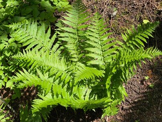 The Scaly male fern (Dryopteris affinis), Golden-scaled male fern, Heimischer Goldschuppenfarn oder Goldschuppen-Farn, Šumska ili Zlatna muška paprat (The Botanical Garden Zurich, Switzerland) © Mario