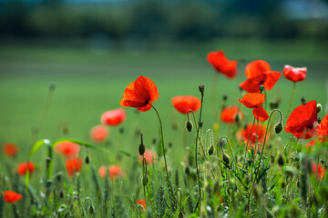 Blooming red poppies on blue sky background. Bumblebees, sun, spring, nature.