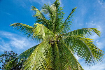 Obraz premium Spring Blossom over green background. Summer Flowers with vintage retro picture style. 