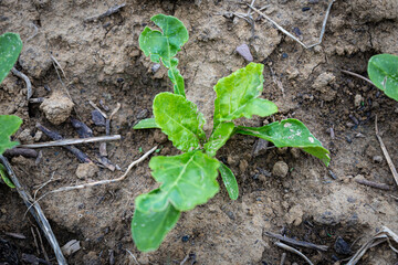 A close up of a sugar beet plant in spring. High quality photo