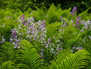 purple and white wild phlox flowering among woodland ferns 
