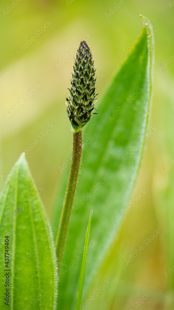 Wall mural medicinal plant plantago on green background.