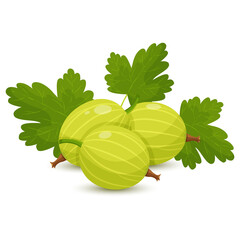 Gooseberry, Agrus berries with leaves on white background, flat style vector