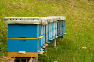 Apiary in beautiful spring yard