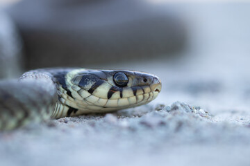 Ringelnatter Nahaufnahme 