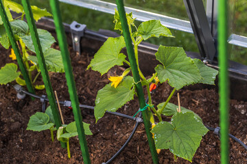 Close up view of flowering cucumbers. Healthy eating concept. Beautiful green nature backgrounds.