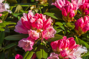 Macro view of blooming rhododendron. Beautiful nature backgrounds. 
