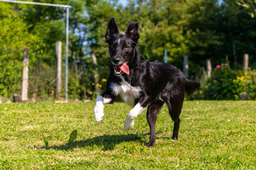 Border collie dog playing with the frisbee in a green park with trees