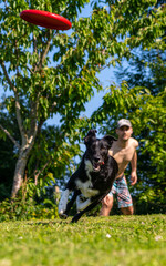 Border collie dog playing with the frisbee in a green park with trees. With the young pitcher in...