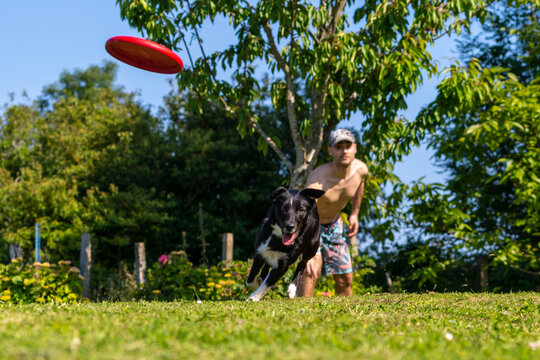 Border collie dog playing with the frisbee in a green park with trees. With the young pitcher in the background with a cap in summer