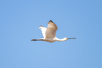 Eurasian spoonbill (Platalea leucorodia) in flight at Marismas del Odiel, Huelva, Andalusia, Spain