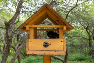 Feral pigeons sits in a bird feeder that looks like a wooden house. Feeder locates in city park. Selective focus. Real estate concept.