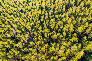 Aerial view spring forest. Natural green background. Photo from drone