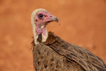 country vulture in the wild