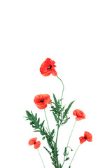 Creative composition made of red poppies on white background. Nature concept. Summer background in minimal style. Top view. Flat lay