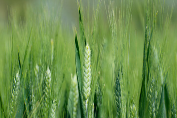 Close up of wheat ears, field of young wheat in a summer day.
