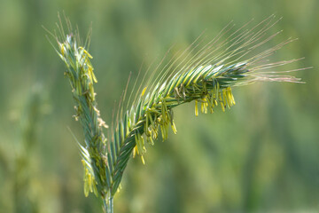 Close up of rye ears with yellow anthers, field of rye  in a summer day.