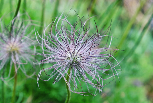 Water droplets on Pasqueflower 'Eva Constance'
