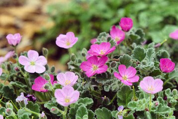 Pink and purple rock cress in flower