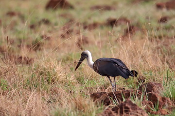 african stork in the grass