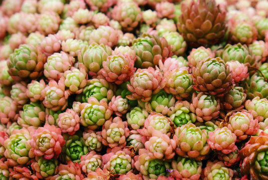 Pink and green rosettes of the rosularia rechingeri succulent.