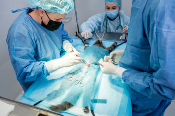 Veterinarian surgeons in operating room doing cat neutering