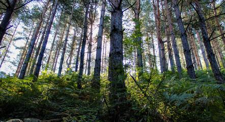 Coniferous forest in the morning. Sunshine passes through branches and trees in the forest. Healed forest with plants and ferns.