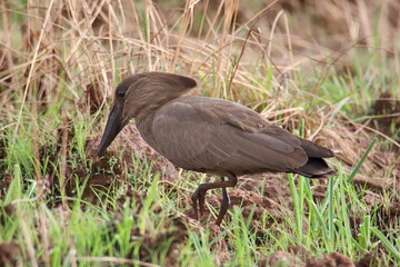 bird in the grass