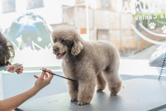 Caniche en la peluquería canina