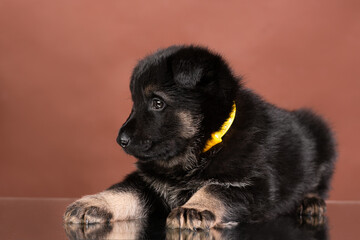 puppy east european shepherd german shepherd lies studio portrait on brown background